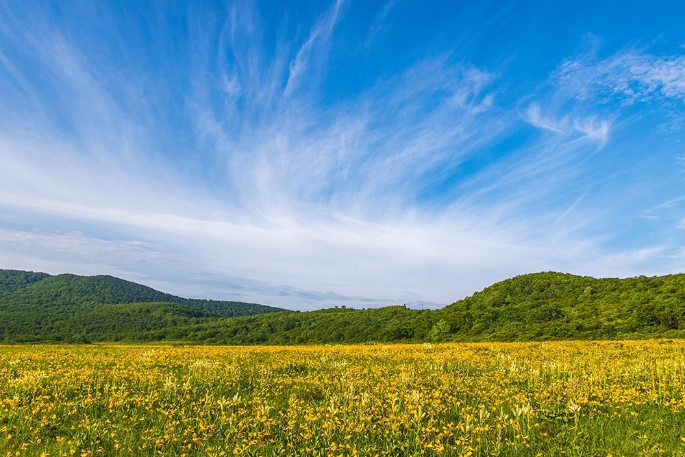 草原に黄色い花がある風景
